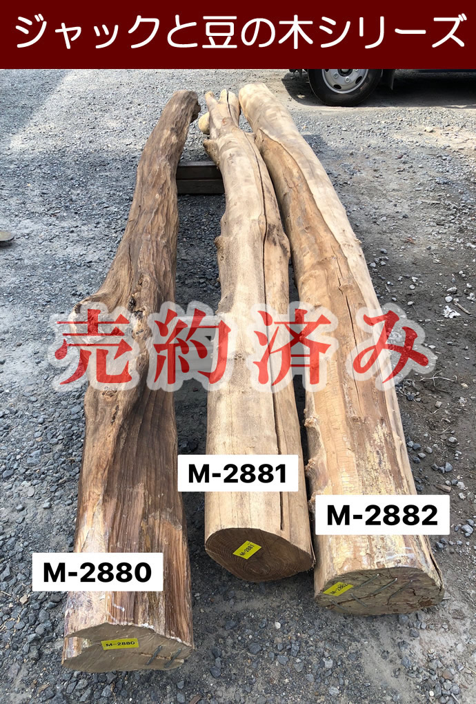 丸太 M-2881
